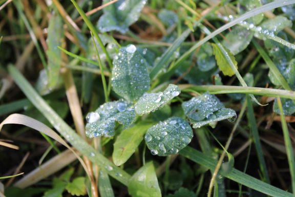 trèfle - trifolium pratense