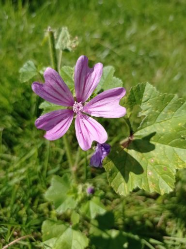 Mauve des bois - Malva sylvestris