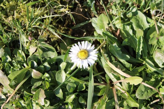 Bellis perennis - pâquerette