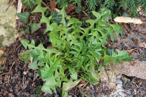 Pissenlit taraxacum officinale